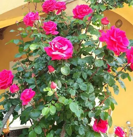 Bed & Breakfast La Dolce *
